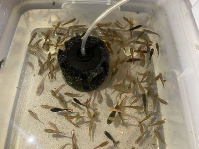 Guppies (ALL for $5)