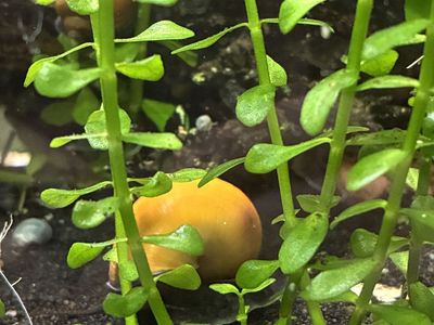 2/$1 Mystery Snails Aquatic Tank Mates Aquarium Live Fish Friends