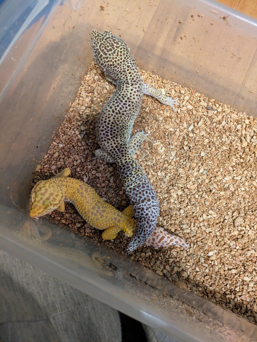 leopard geckos
