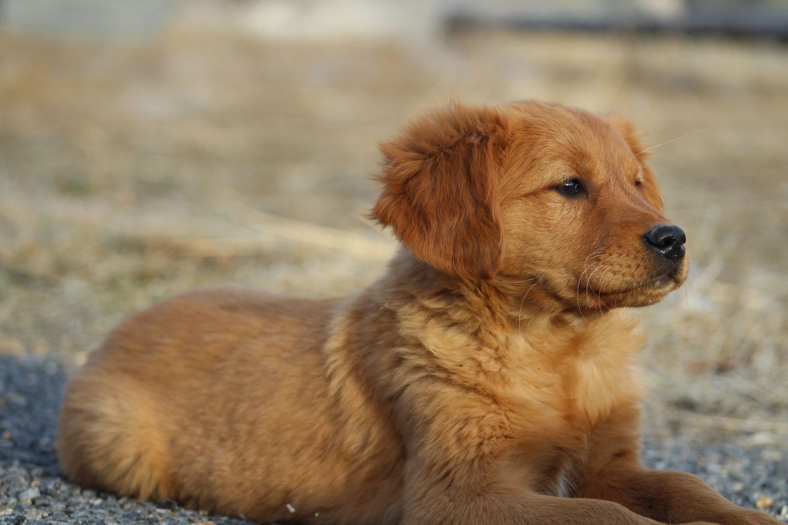 AKC Field Bred Golden Retriever-Health Tested