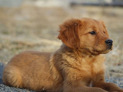 AKC Field Bred Golden Retriever-Health Tested