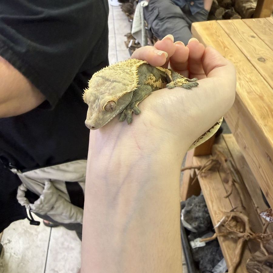 Crested gecko
