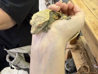 Crested gecko