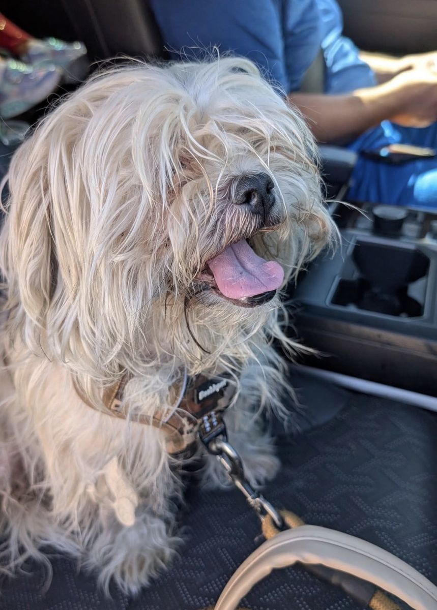 TAN SHIH TZU  FOUND IN WEST VALLEY CITY