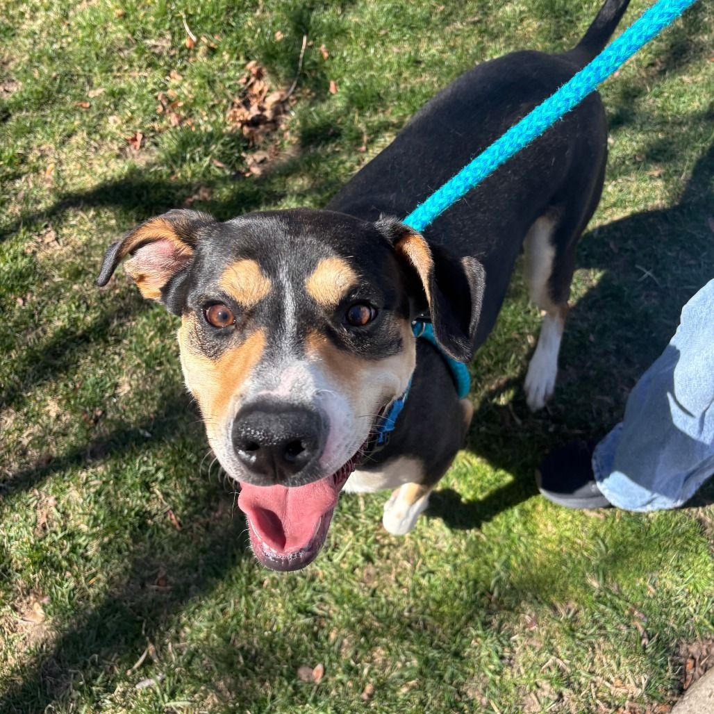 Hello my name is Smartie