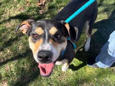 Hello my name is Smartie