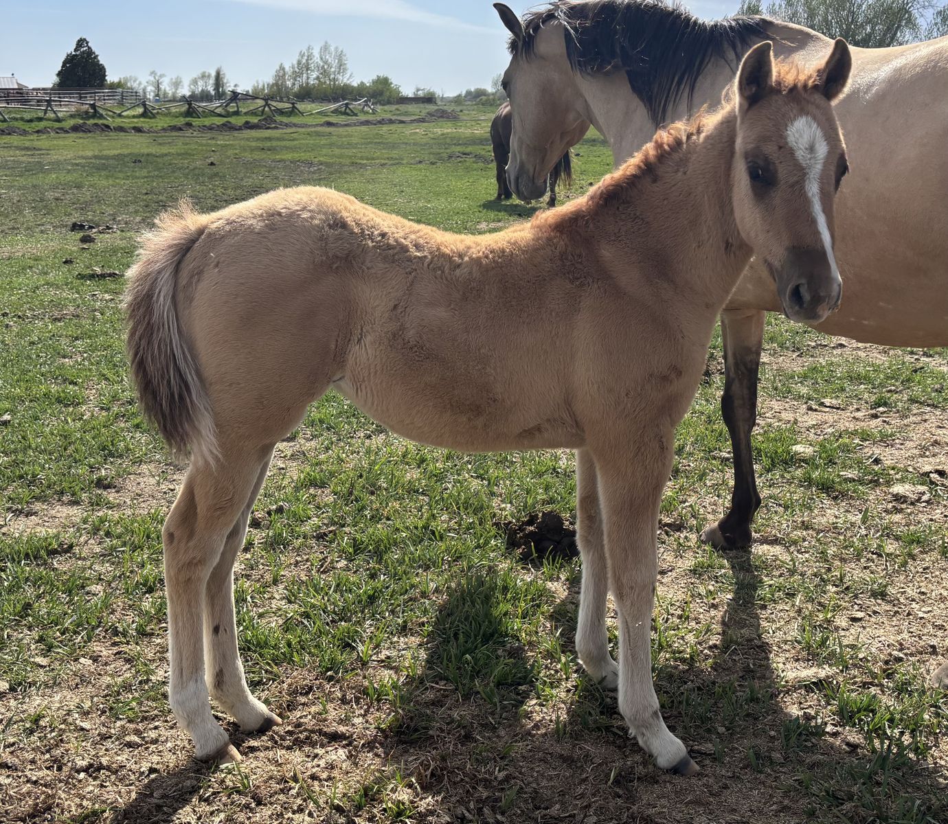 2026 Red Dun AQHA Registered Filly "Dream"