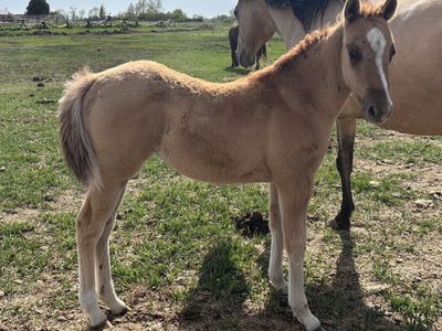 2026 Red Dun AQHA Registered Filly "Dream"