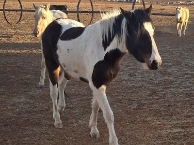 3 year old paint gelding