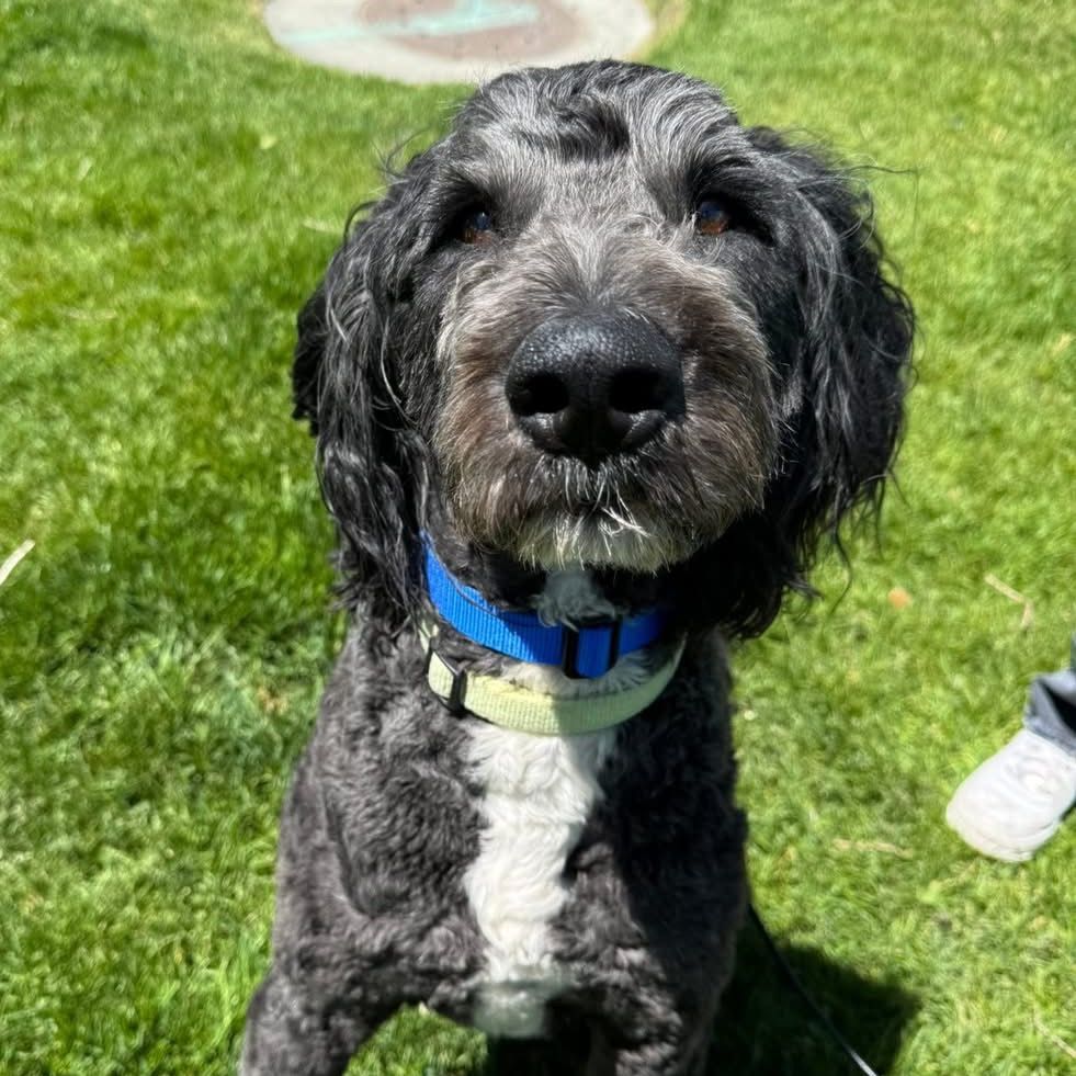 Hello my name is Smokey
