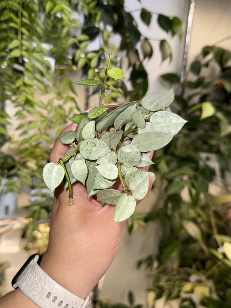 Hoya lacunosa 'Fullmoon Fendi' - Plant