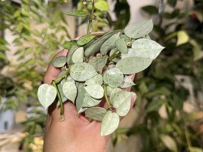 Hoya lacunosa 'Fullmoon Fendi' - Plant