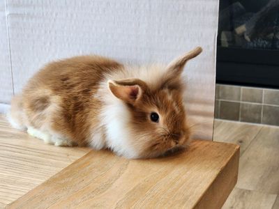 Lion Head mix bunnies
