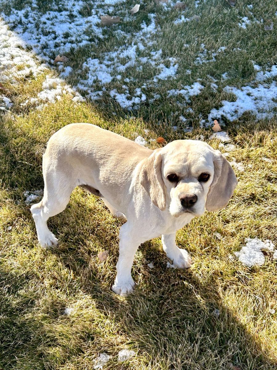 Pure bred AKC American Cocker Spaniel female