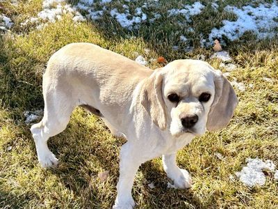 Pure bred AKC American Cocker Spaniel female