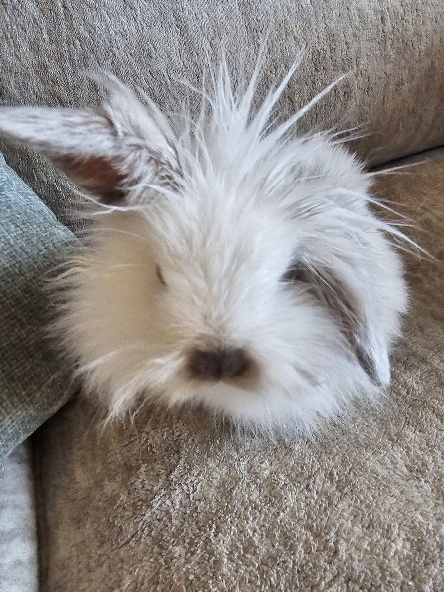 Lion head, holland lop bunny
