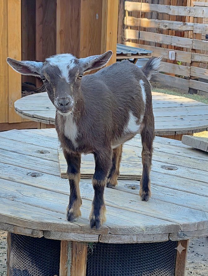 Purebred POLLED Nigerian Dwarf Doeling