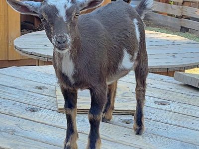 Purebred POLLED Nigerian Dwarf Doeling