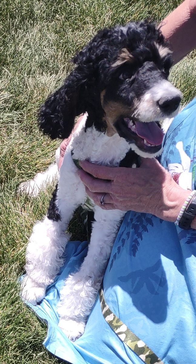 Puppies Standard Poodle