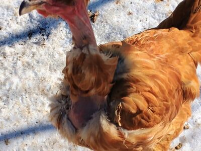 TURKEN Hen Chickens 5 months old for Sale