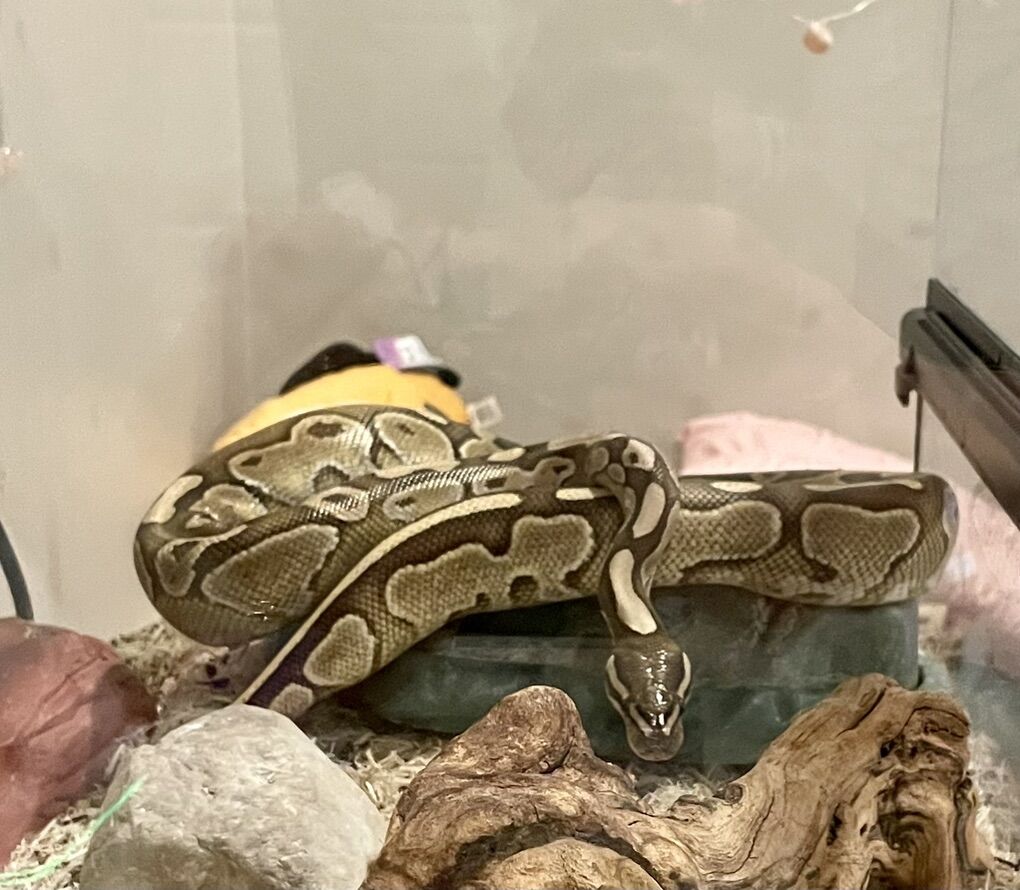 Sweet Butterball Python with Terrarium