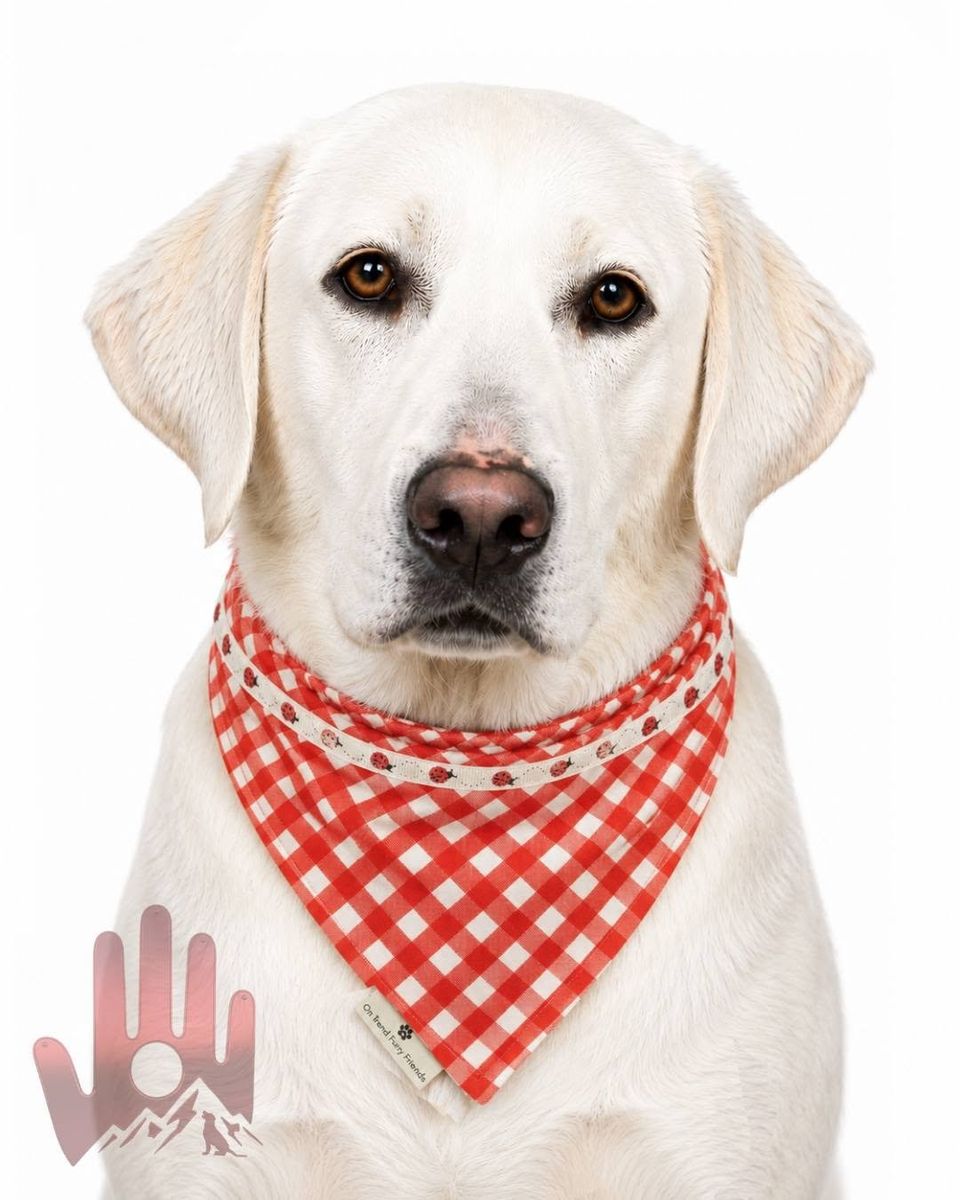 white Lab