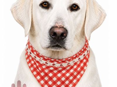 white Lab