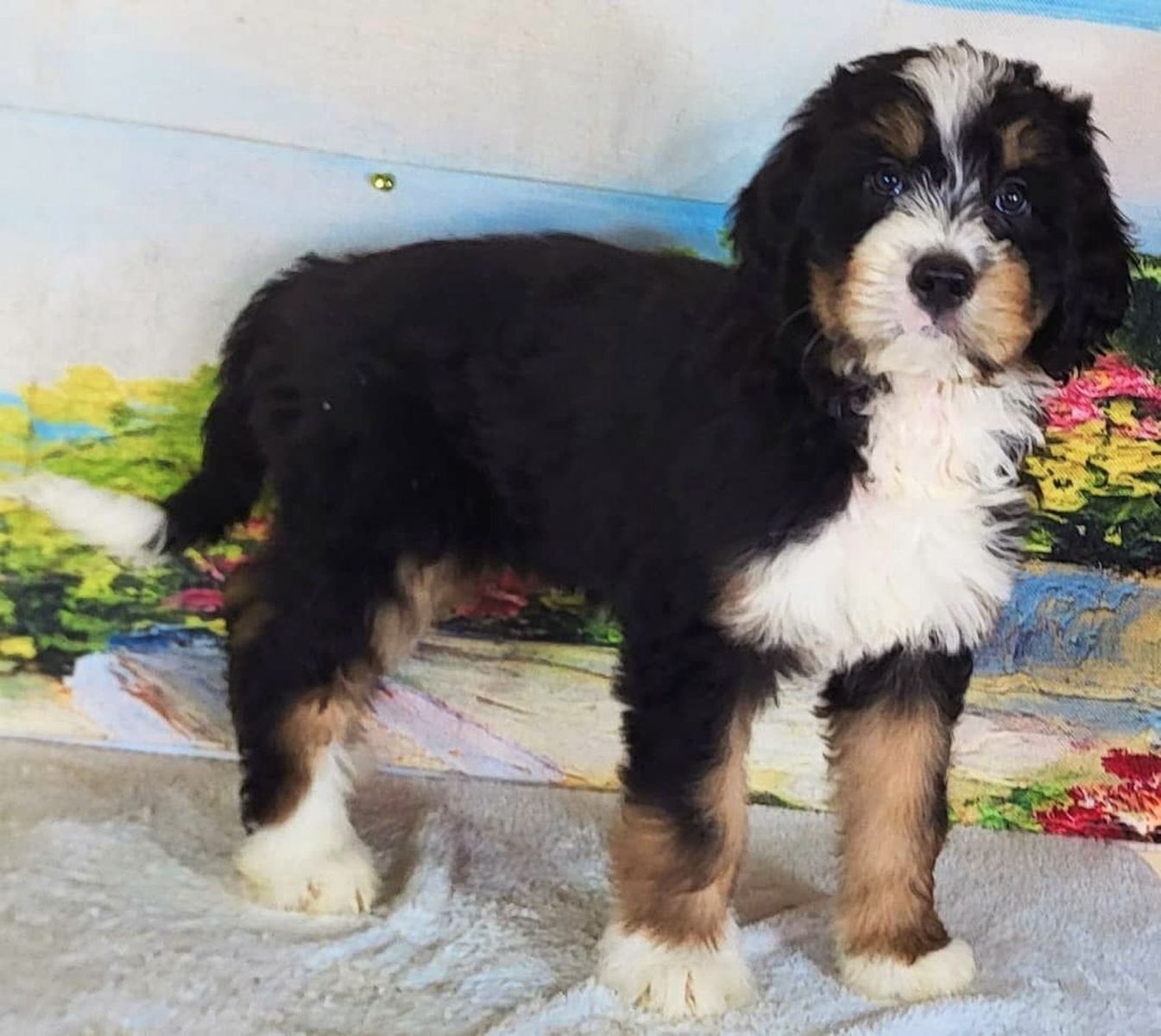 Boy Finn – Standard Bernedoodle $2400