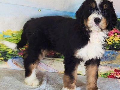 Boy Finn – Standard Bernedoodle $2400