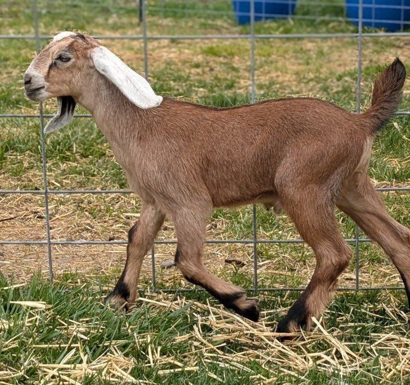 Gorgeous Cream Registerable Buckling/Bottle Baby