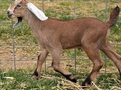 Gorgeous Cream Registerable Buckling/Bottle Baby