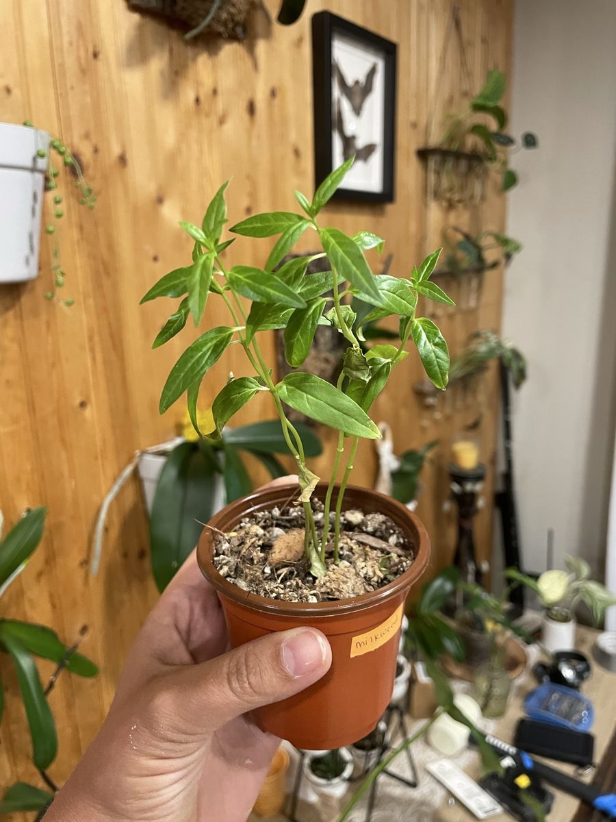Milkweed Plant