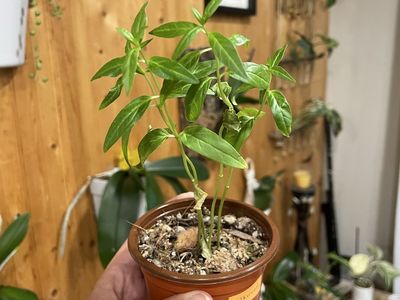 Milkweed Plant