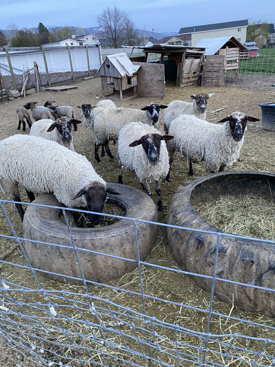Polypay Suffolk sheep, 3 ewes with lambs