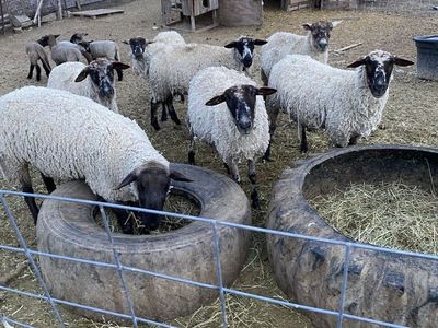 Polypay Suffolk sheep, 3 ewes with lambs