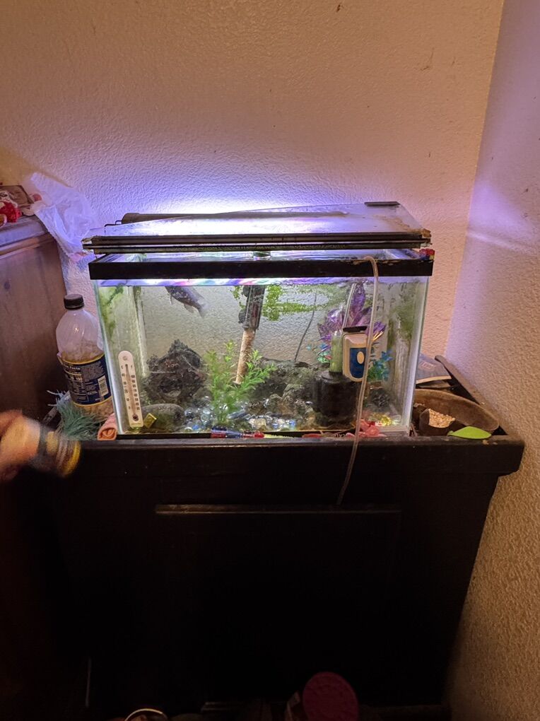 10 Gallom Fish Tank With Cichlid