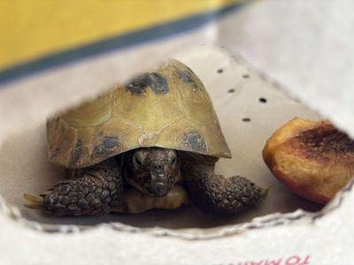 Russian Tortoise - Healthy & Active Includes large tank, wood hideout, large water dish, food bowl, bedding, heat lamp.