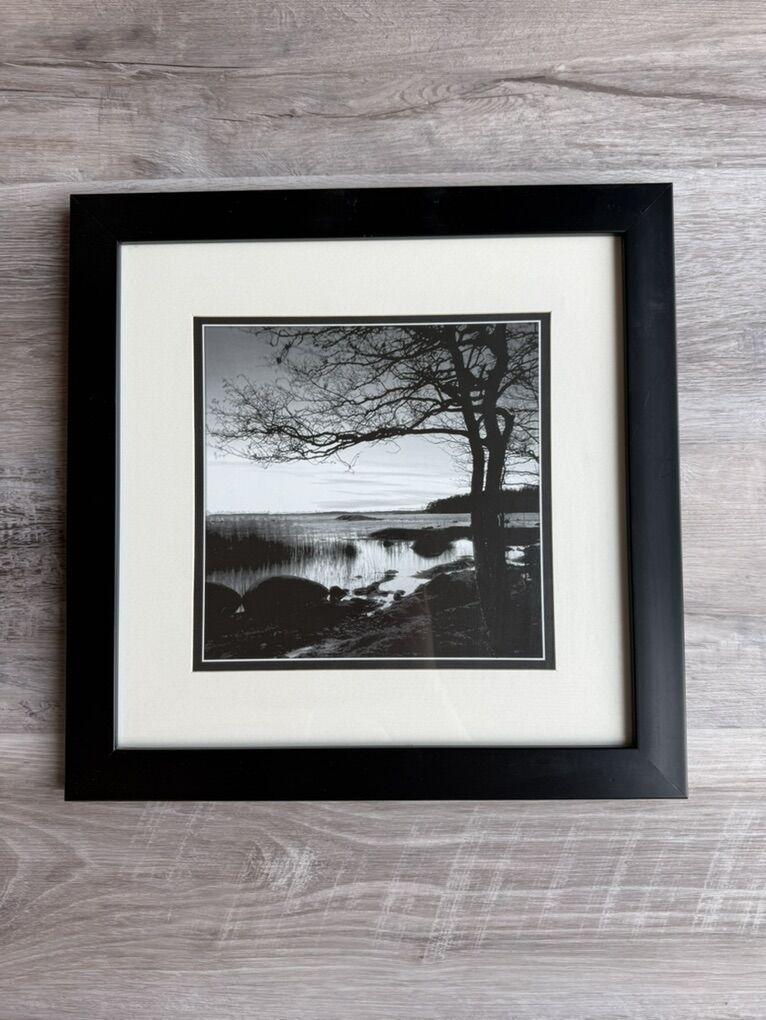 Framed And Matted Tree Picture