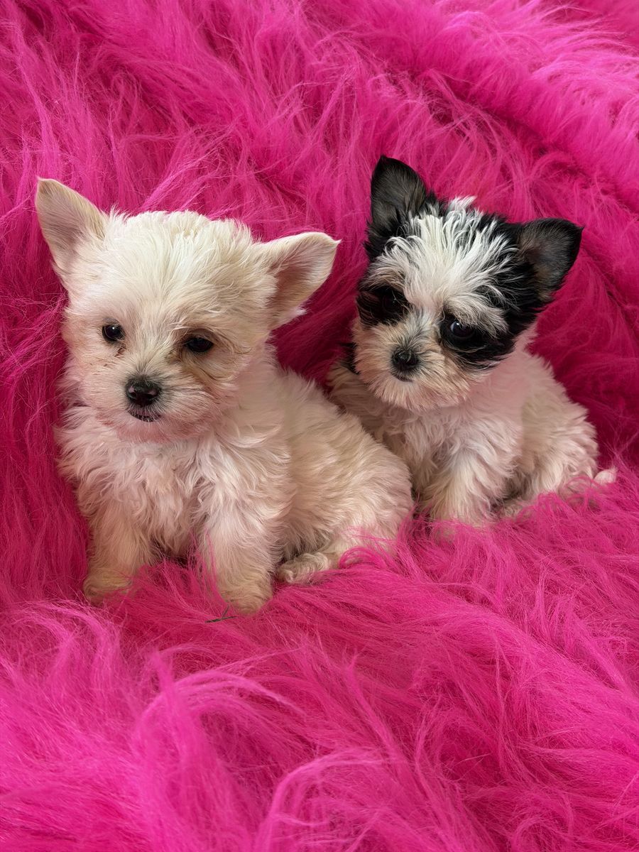 Cutest Little 3/4 Yorkie 1/4 Maltese  Yorkies