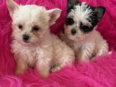 Cutest Little 3/4 Yorkie 1/4 Maltese Yorkies