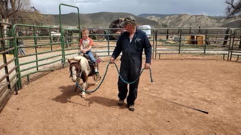 Mini horse/ Cart,harness and tack