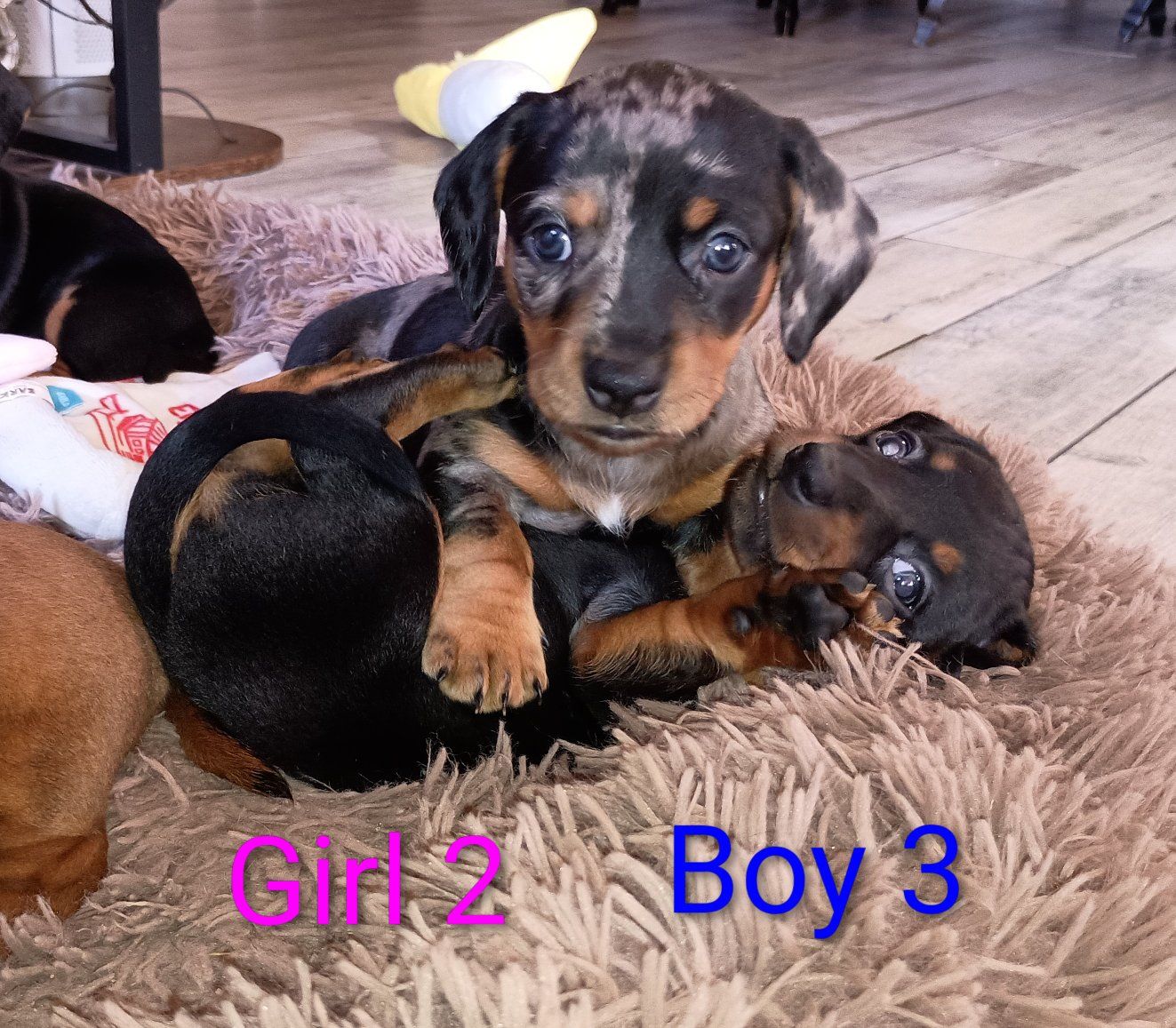 Purebred Short Haired Dachshunds