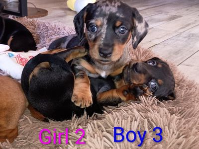 Purebred Short Haired Dachshunds
