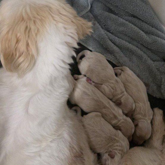 "Precious Shih Poos available Soon!