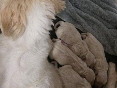 "Precious Shih Poos available Soon!