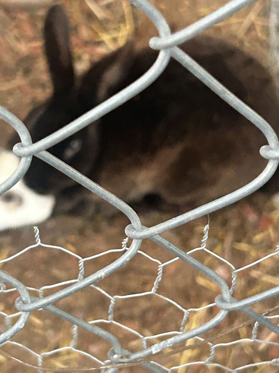 Black and white rabbits