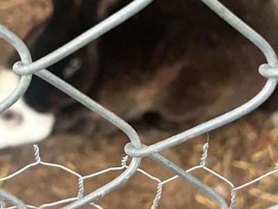 Black and white rabbits