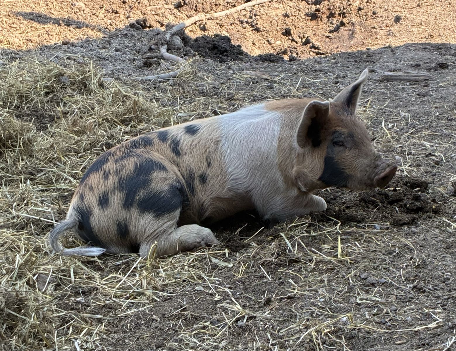 Young Berkshire/Big Black Boar - Healthy Farm Livestock
