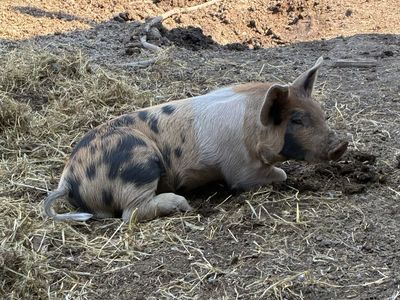 Young Berkshire/Big Black Boar - Healthy Farm Livestock