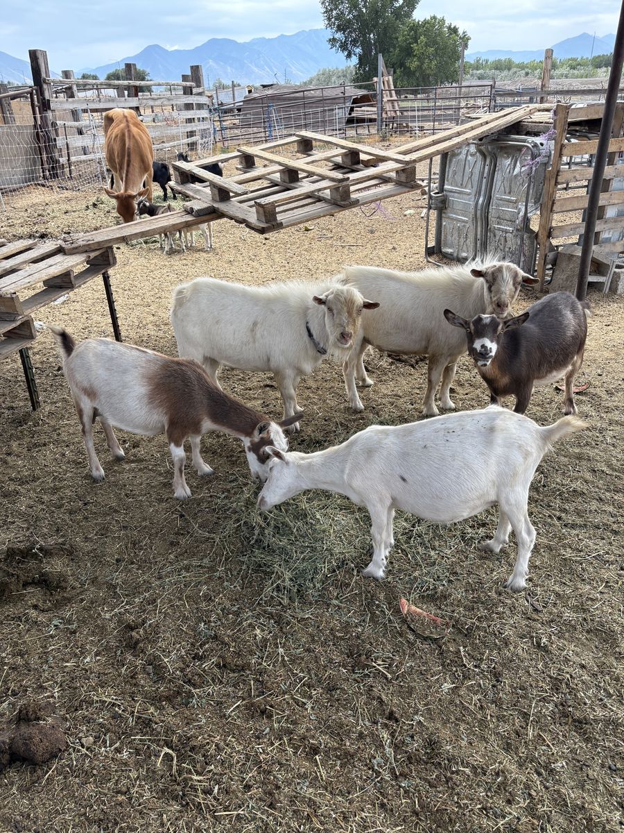 Farm Goats